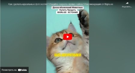 Как сделать идеальные фото котят? Узнайте секреты прямо сейчас! Рекомендация от Bigru.ee