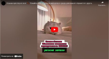 Кошки чувствуют все! 🐾 Узнайте, как создать комфортную среду для вашего пушистого друга.